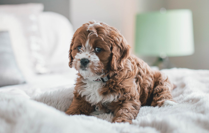 Cute brown-hair dog on bed, dog health