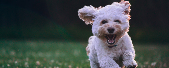 happy white dog, Urinary tract infections in pets