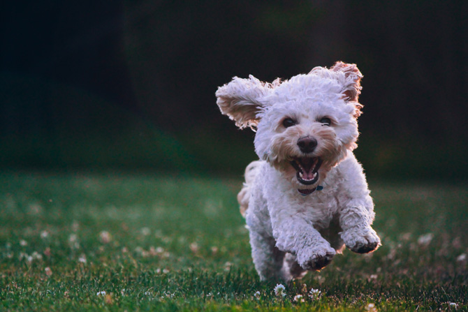happy white dog, Urinary tract infections in pets