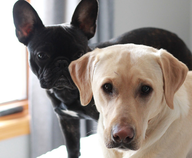 French bulldog and labrador