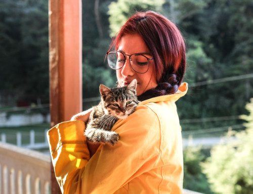 Pet sitters: how to take time off