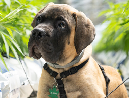 Pet health: Medicinal cannabis for pets