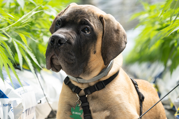 medicinal cannabis for pets, dog hemp